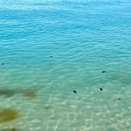 Beachfront Apartment With Swimming Pool. One Bedroom Celestun Exteriör bild